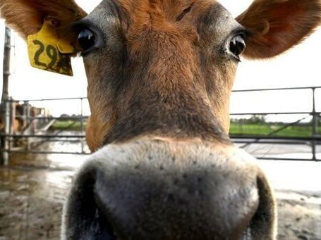 'Utter madness': NZ farmers agree dairy sale to French group